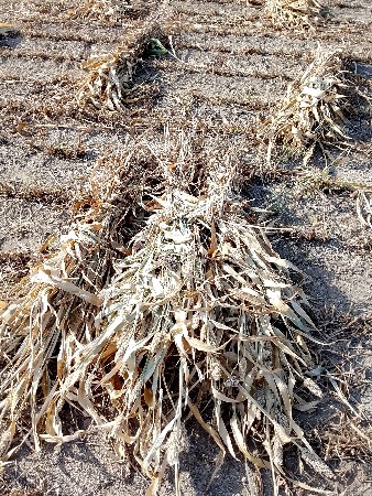 જુવાર ની નીરણ વેચવાની છે