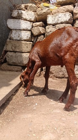 બકરો વેચવાનો છે