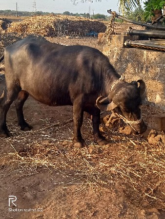 ઘાભણી ખડેલી વેચવાની છે