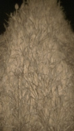 nirn.vesvani.se11000.pura.se..p