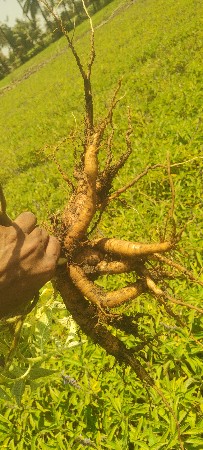 ગરમલ વેચવાની