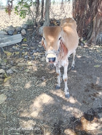 વાછરડી પારવા આપવાની છે