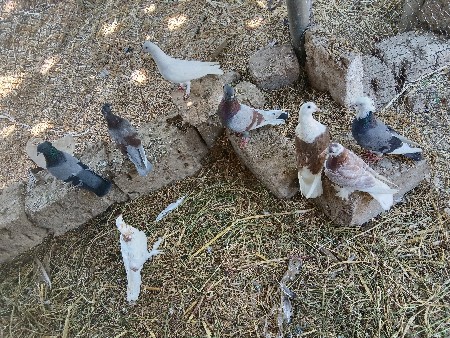 કબુતર વેચવાના છે 22.  પીસે.