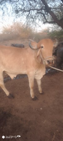 આ બળદ વેચવાનો છે