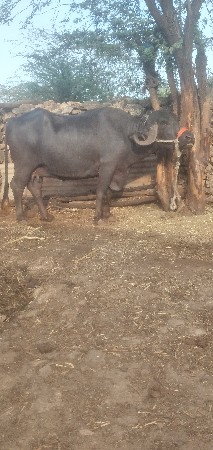 થંબનેલ 3