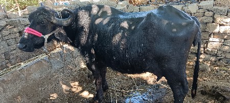 थंबनेल 3