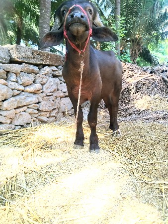 थंबनेल 2