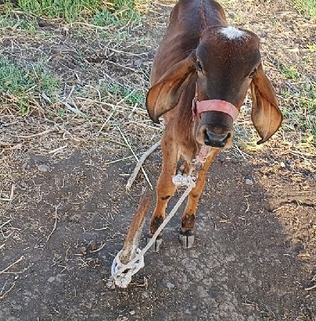 ગાય વેચવાની છે