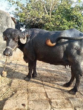 थंबनेल 3