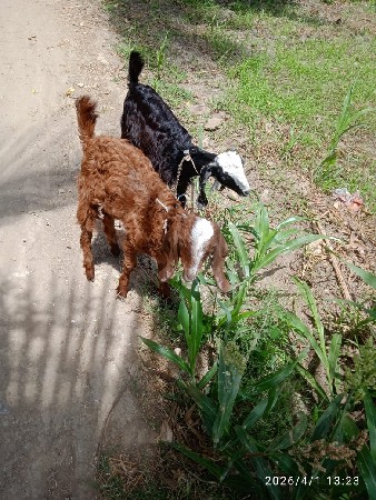 થંબનેલ 2