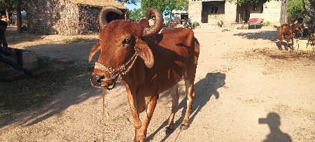 ત્રીજી ધાર સાવ સોજો