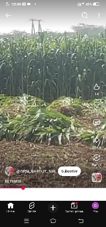 lili makay vesavani chhe.