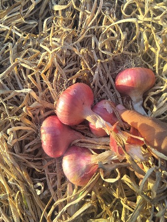 थंबनेल 6