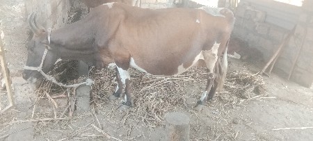 थंबनेल 2