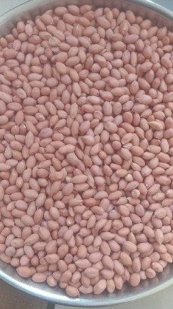 ગીરનાર ૪ નું બિયારણ છે