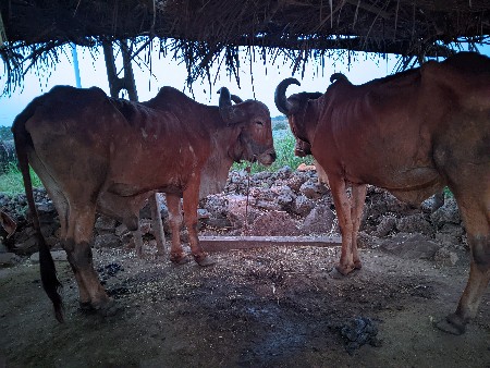 थंबनेल 2