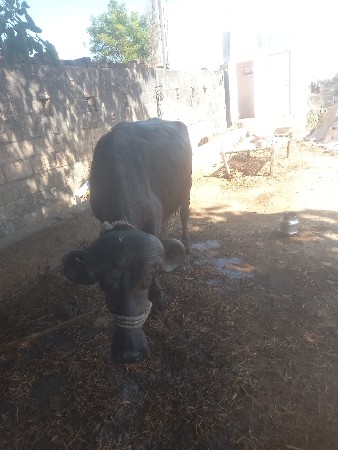 ખળેલી વેચવાની છે