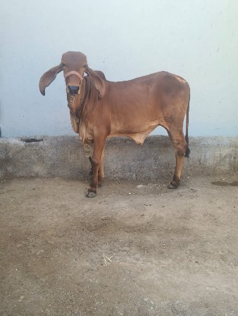 વાંછડી વેચવી છે