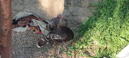 થંબનેલ 2