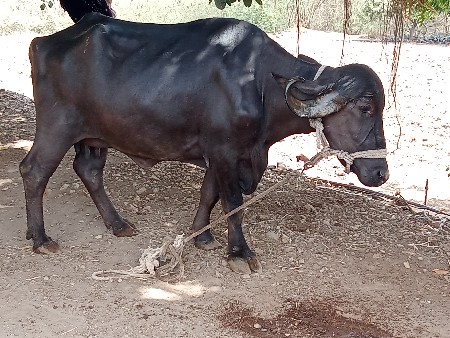 ખડેલીવેચવિ