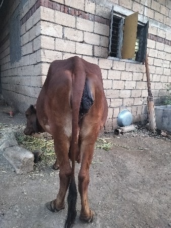 ગાય વેચવા ની છે 2 વેતર