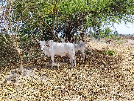 थंबनेल 2