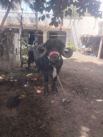 આભેસવેચવાનીછે