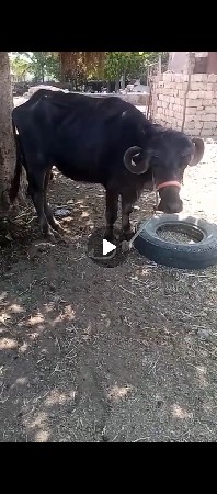 थंबनेल 2