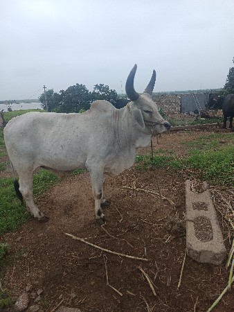 थंबनेल 2