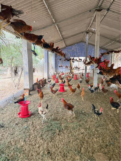 સોનાલી મેલ અને ફીમેલ