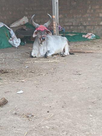 ગૉઢલા..વૅશવાનશૅ