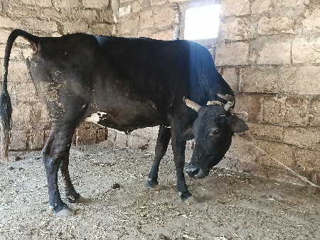 જર્સી ગાય વેચવાની છે