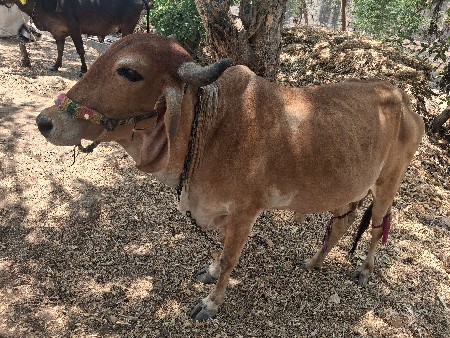 थंबनेल 2