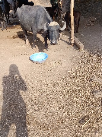 આ ભેંસ વેચવાની છે બે