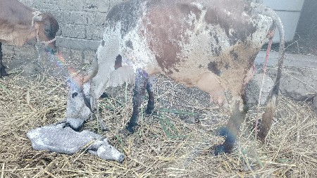 ગાય વેચવાની છે