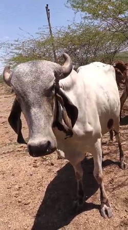 આ ગાય વેચવાની છે