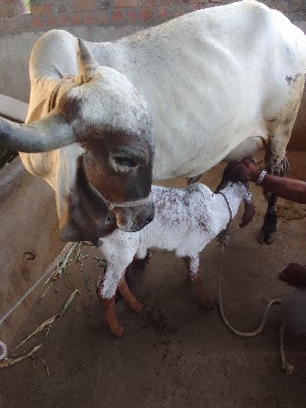 gir  gay vechavani se