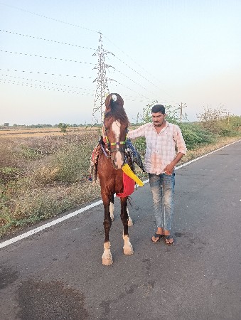 કોય ભાઈ પાસે વસેરી કે ધોડી વેસાવ