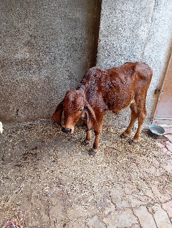 थंबनेल 3