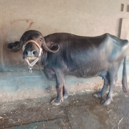 ભેંસ વેચવા ની છે