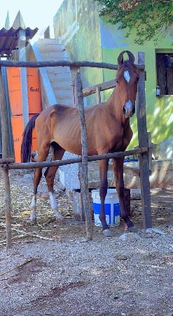 7 મહિના નો છે વછેરો