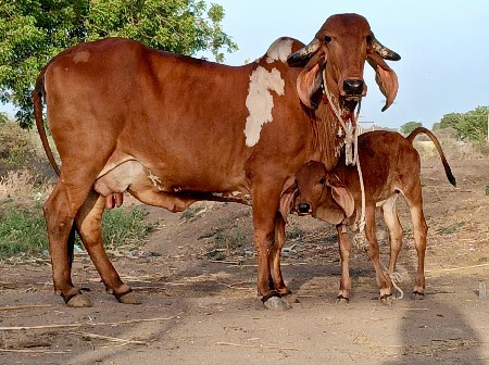 थंबनेल 2