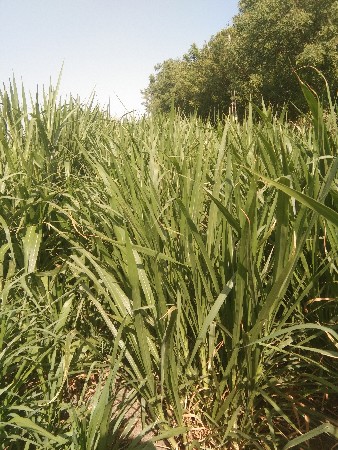 લિલુ વાઢીયુ ઘાચ વેસવાનૂ છે