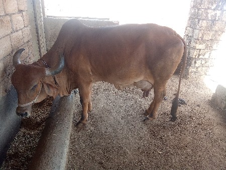 ગાય વેચવાની છે
