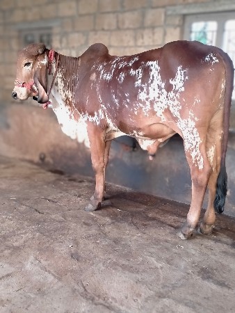 થંબનેલ 2