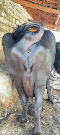 थंबनेल 3