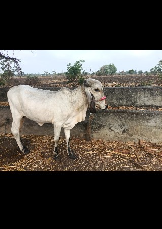 આ બેય વાસડી વેસવાની સે