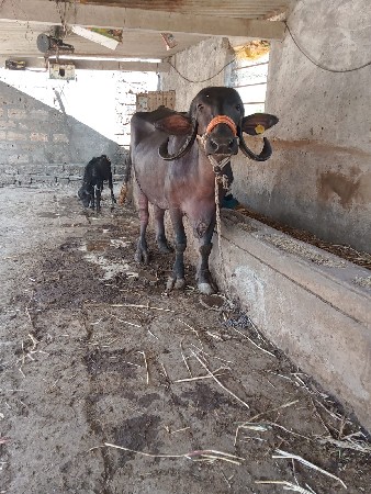 थंबनेल 3