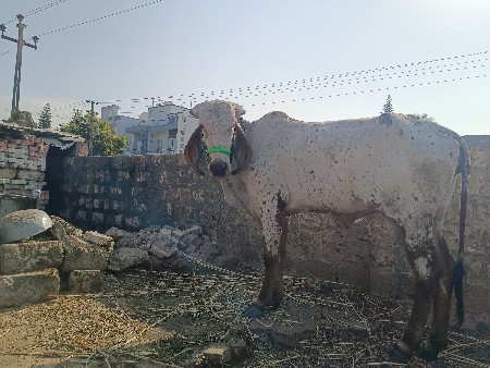 थंबनेल 2