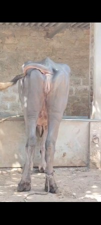 थंबनेल 3